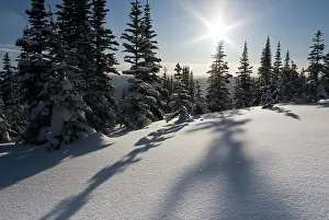 Laden: Canada, British Columbia, Smithers. Snow-laden