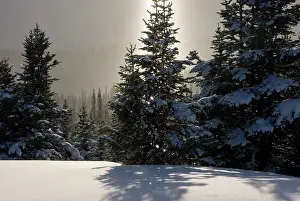 Falling: Canada, British Columbia, Smithers. A sun