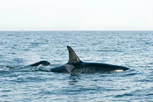 Sydney: Canada, British Columbia, Vancouver Island