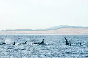 Sydney: Canada, British Columbia, Vancouver Island