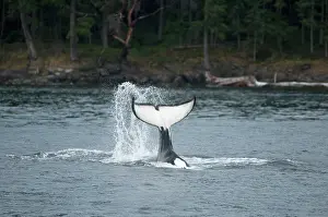 Sydney: Canada, British Columbia, Vancouver Island