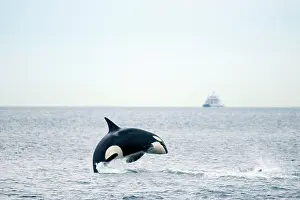 Sydney: Canada, British Columbia, Vancouver Island