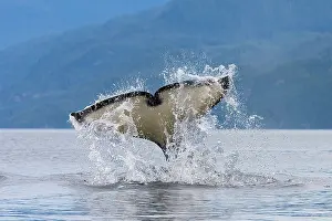 Fluke: Canada, British Columbia, Vancouver Island