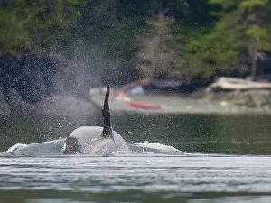 Killer: Canada, British Columbia, Vancouver Island