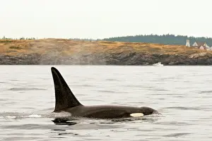 Strait: Canada, British Columbia, Vancouver Island