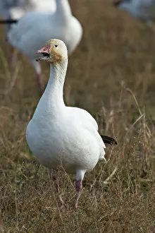 Caerulescens: Canada, British Columbia, Westham Island