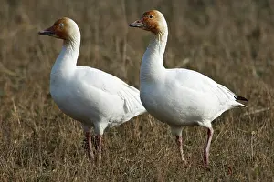 Caerulescens: Canada, British Columbia, Westham Island