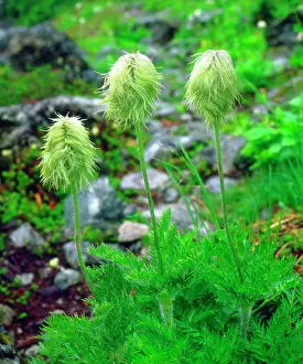 Talbot: Canada, British Columbia. Wildflowers in