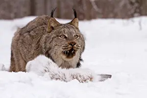 Canada / Canadaian Lynx