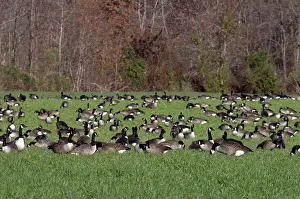 Bombay: Canada Geese