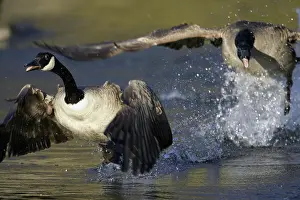 Chase: Canada Geese