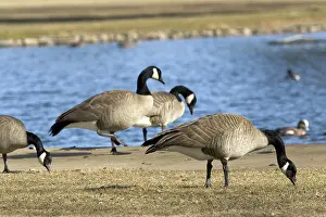 Boise: Canada Geese