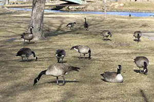 Boise: Canada Geese
