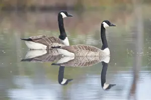 Dalarna: Canada Geese