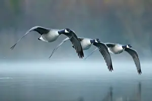Flaps: Three Canada Geese (Branta canadensis) flying over