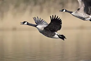 Flies: Canada geese (Branta canadensis) flying