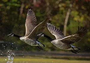 Maryland: Canada geese (Branta canadensis), Maryland