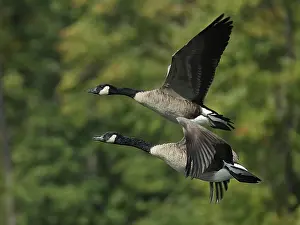 Maryland: Canada geese (Branta canadensis), Maryland