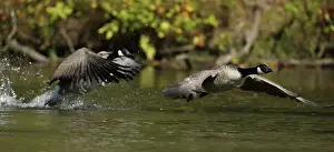 Maryland: Canada geese (Branta canadensis), Maryland