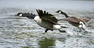 Maryland: Canada geese (Branta canadensis), Maryland