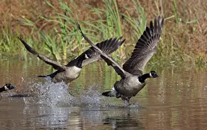 Canadensis: Canada geese (Branta canadensis), Maryland