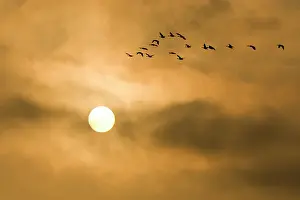 Lost: Canada geese, Branta canadensis, Stanley
