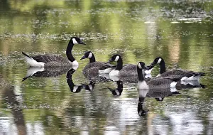 Float: Canada geese (Branta canadensis) swimming on a lake