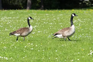 Duncan Usher: Canada Geese, a breeding pair of birds walking across a park meadow