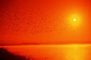 Maureen Brown: Canada Geese - in flight with sunset