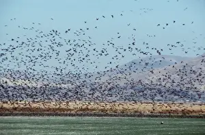 Maureen Brown: CANADA GEESE - FLOCK IN FLIGHT