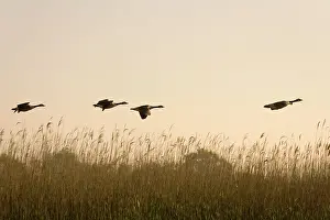 Reedbeds: Canada Geese - Four fying over reedbeds at dawn
