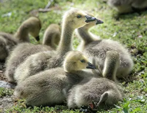Cameron: Canada geese goslings huddling together