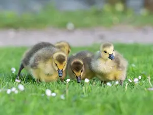 Duncan Usher: Canada geese, four goslings searching for food on a park meadow