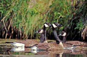 Lakeshore: Canada Geese, group of four together near lakeshore