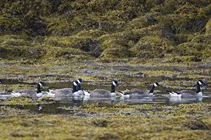 Loch: Canada Geese - group swimming in sea loch Branta