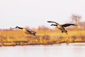 Daybreak Imagery: Canada geese landing in wetland late evening, Marion County