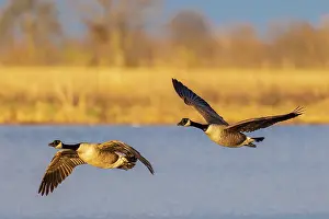 Daybreak Imagery: Canada geese landing in wetland late evening, Marion County