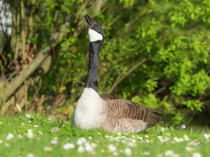 Duncan Usher: Canada Geese, a male or gander