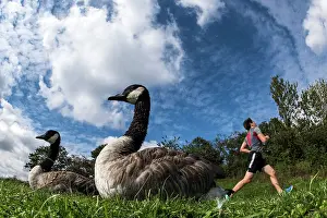 Jogging: Canada Geese with man jogging in the background