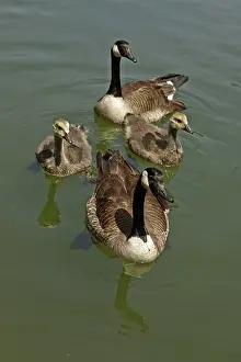 Branta: Canada geese, Maryland