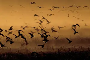 Tule: Canada Geese migrating