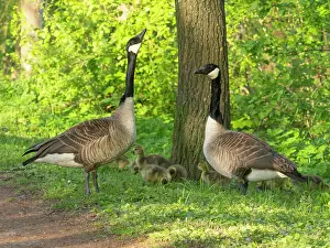 Caring: Canada geese, parent birds in a park
