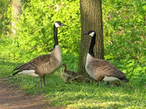 Caring: Canada geese, parent birds in a park