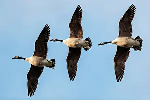 Bochum: Canada geese in relay flight, Lake Ummingen, Bochum