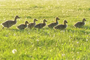 Duncan Usher: Canada Geese, seven young goslings walking across a park meadow