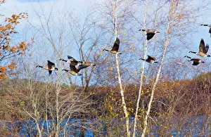 Lisa Svedberg: Canada Geese - small flock in flight against trees