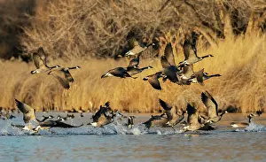 Migration: Canada geese taking flight from a wetland refuge in southern
