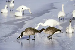 Columbianus: Canada Geese and Tundra Swans