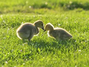 Duncan Usher: Canada Geese, two young goslings on a park meadow