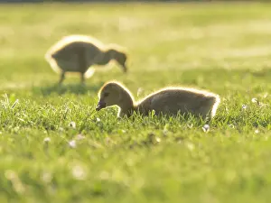 Duncan Usher: Canada Geese, two young goslings on a park meadow
